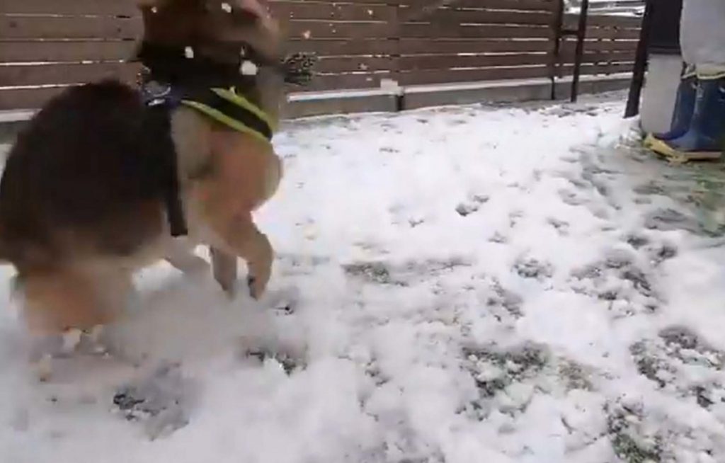 柴犬が人生ではじめての雪に出会った結果 大興奮して喜びが限界突破 もう誰にも止められない Starthome