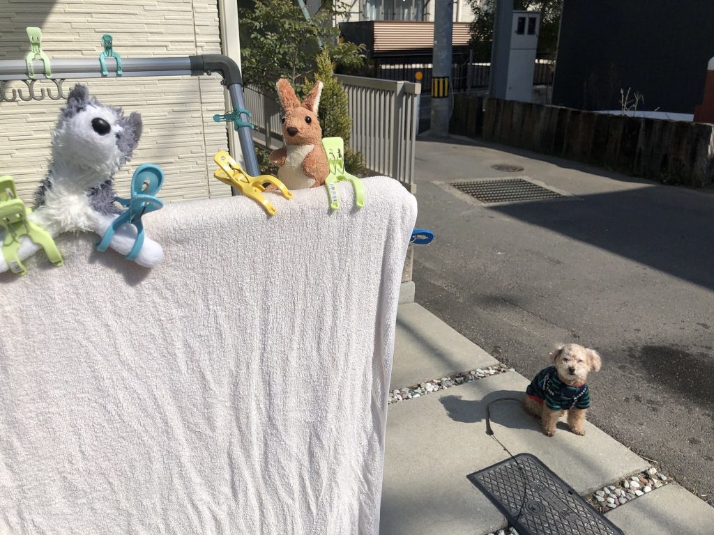 犬が お気に入りおもちゃ を洗濯されてしまった結果 なんて可愛い表情 ぬいぐるみしかいない ガジェット通信 Getnews