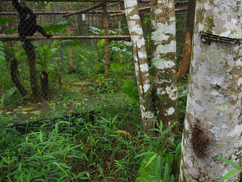 巨大ナナフシからチョウの幻想的な乱舞まで！　雨季のベトナムの森に泊まる
