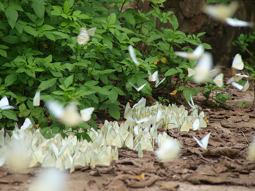 巨大ナナフシからチョウの幻想的な乱舞まで！　雨季のベトナムの森に泊まる