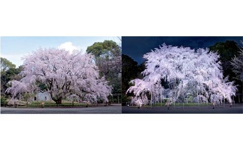 六義園『しだれ桜と大名庭園のライトアップ』