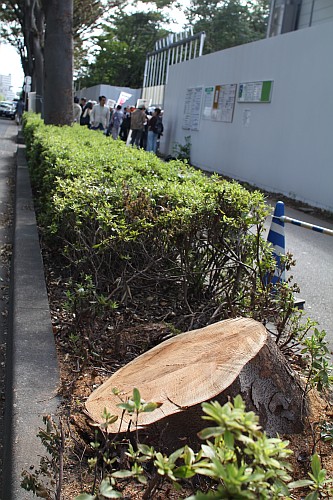 建設地横の木は強風で倒れてしまい、根元から切られていた