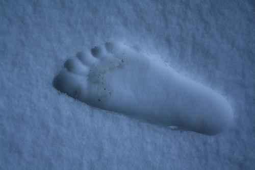 111006yeti01.jpg