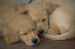 111015sleepy01.JPG