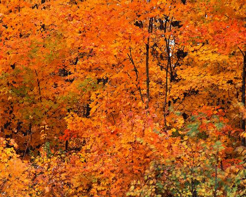 111107kouyou01.JPG