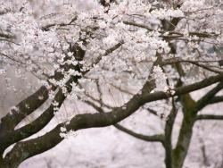 120316sakura.jpg