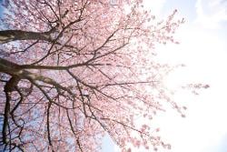 120405sakura01.jpg