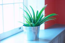 120528airplants.jpg