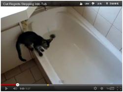 120630cat.jpg