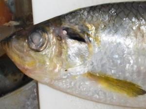 瀬戸内ではめでたい魚!?　今が旬の出世“しない”魚を食べる