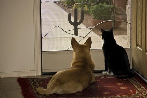 Dog & Cat Keeping Watch by kretyen