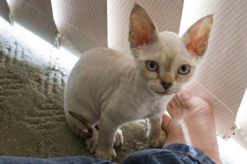 子猫を飼った! 動きの早い子猫の写真撮影に挑戦。【カメラ生活】