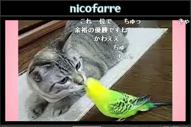 ネコとインコがキスをする「みかん」さんの投稿