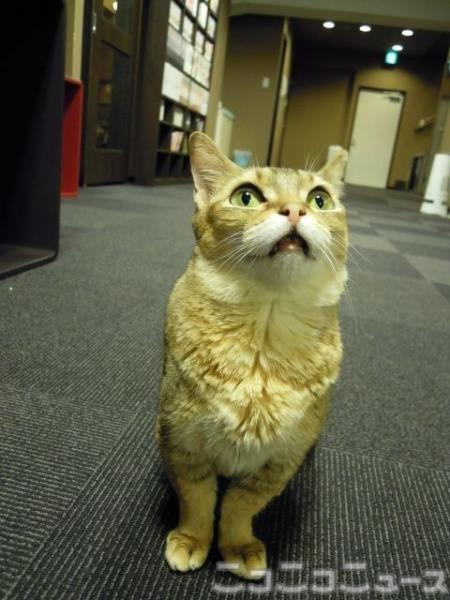 「猫カフェ　きゃりこ」新宿店の猫