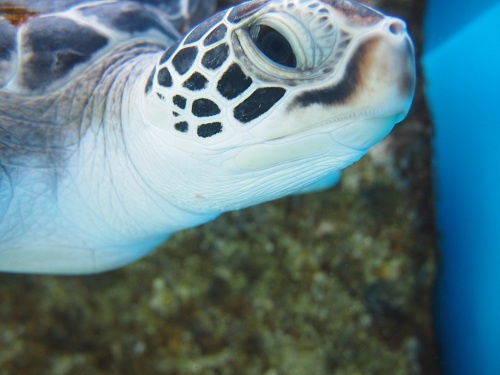 沖縄の海からハイサイー 45th Sony Aquarium で海の生物を学んできたよ ガジェット通信 Getnews