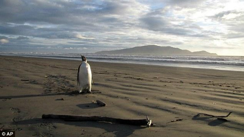 世界一孤独なペンギン