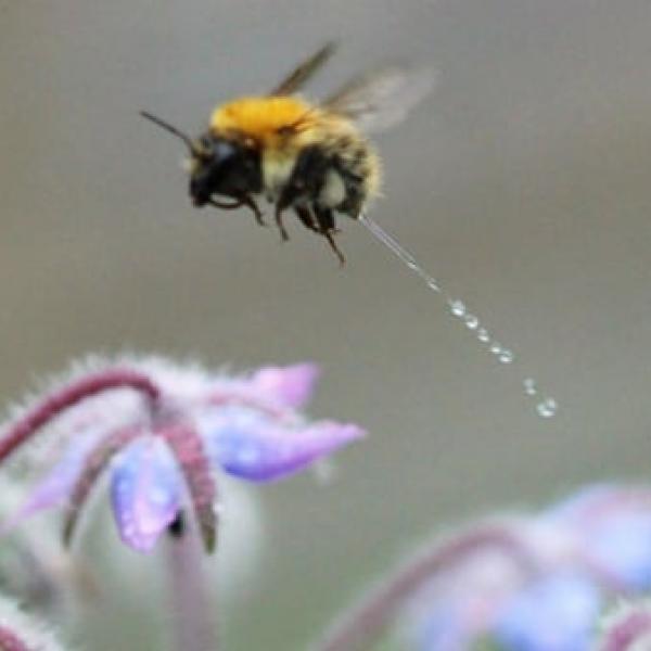 【画像】ハチが飛行中におしっこする瞬間を捉えた珍しい写真