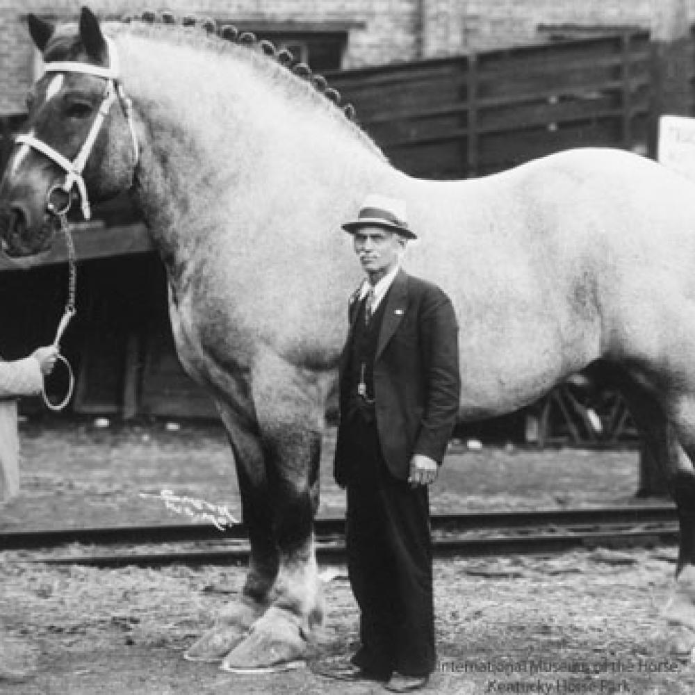 画像】世界一大きな馬がリアル黒王号 むしろおっさんが小さいんだろ？（震え声） ｜ ガジェット通信 GetNews