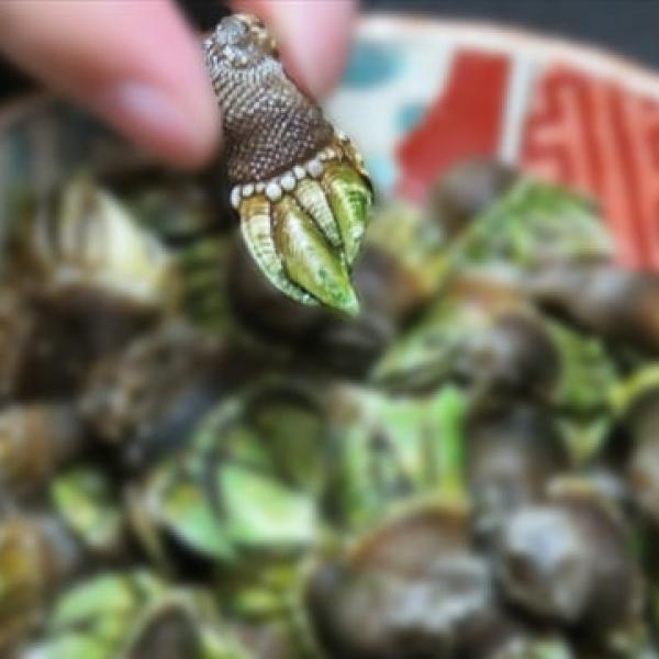 見た目にアウト？セーフ？『亀の手』とやらを食べてみた結果