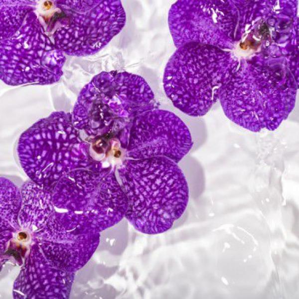 花と水の表情を引き出す 竹内陽子の「“Water and Flowers” series