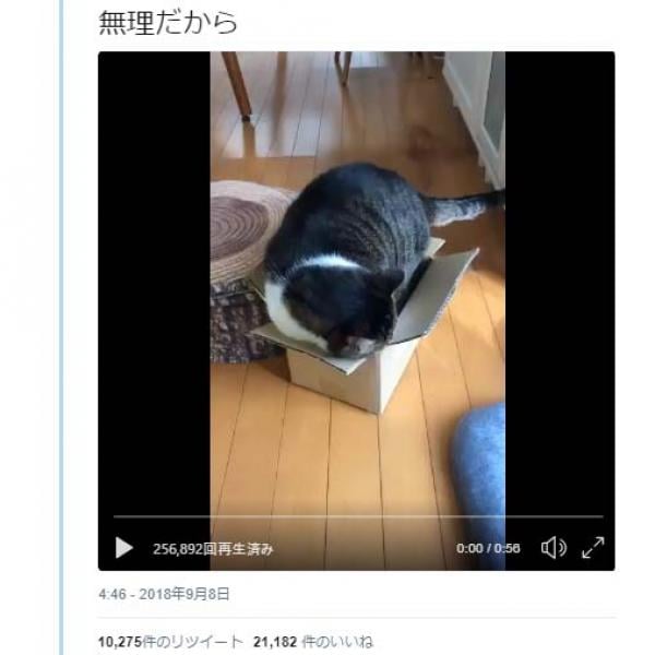 猫が箱に入りたい動画が話題に「無理だから」「絶対に入りたい猫 VS 絶対に入られたくない箱」