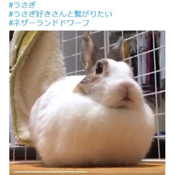 うさぎが足を折りたたむ動画が話題に「“もふっ”から“もふもふっ”にフォームチェンジ」