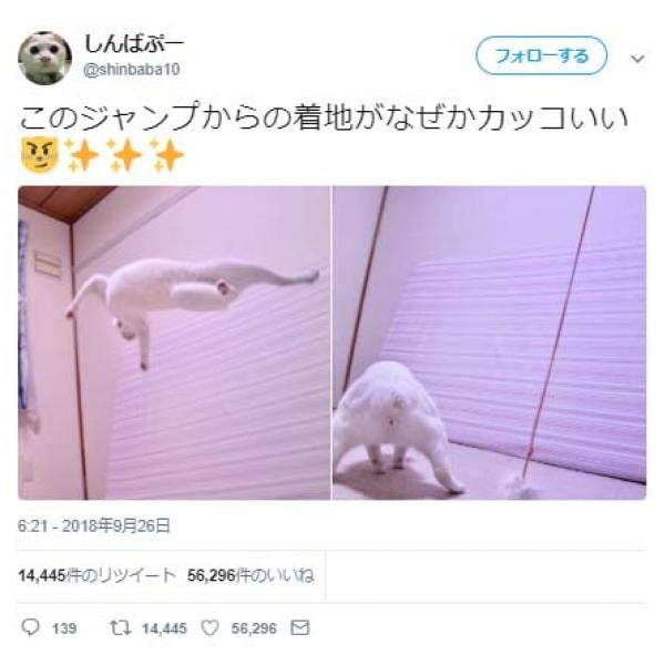 猫の「ジャンプからの着地がなぜかカッコいい」ツイートに「忍びの者のようです」「アクションスター」コメント集まる