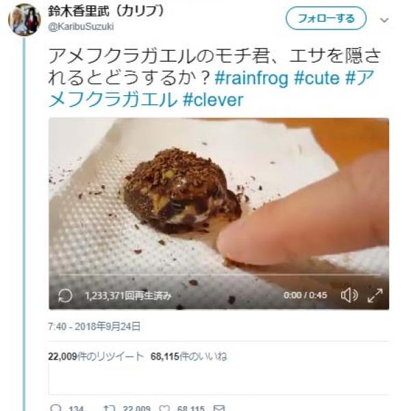 アメフクラガエルはエサを隠されるとどうするか？　『Twitter』動画が反響「ティラミスかと思いました」