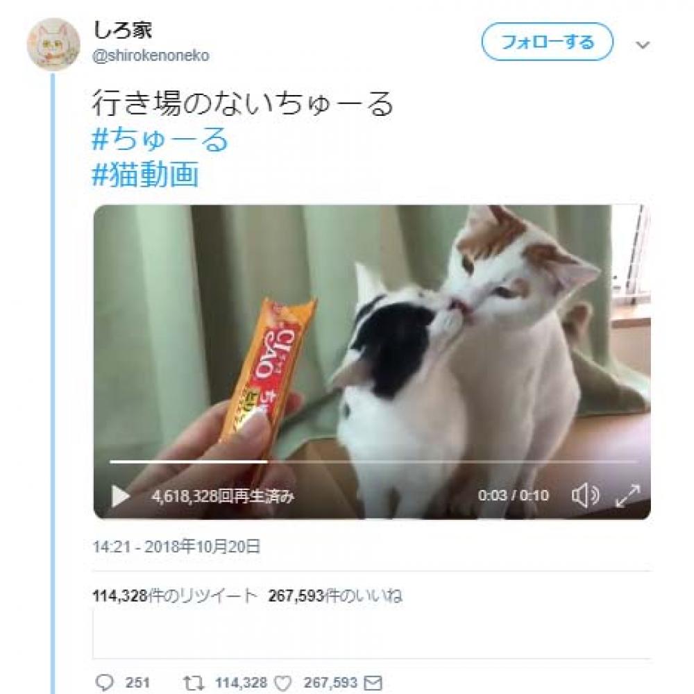 2匹の猫に『CIAOちゅーる』あげようとした結果→「なぜこんなことに