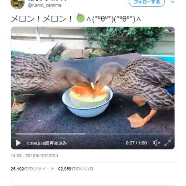 鴨がメロンを夢中で食べる動画ツイートが話題に「ほとばしるメロン汁がすげえ」「ドリル作業員」