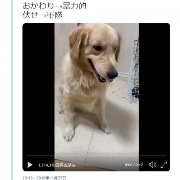 犬が「お手→得意」「おかわり→暴力的」「伏せ→軍隊」をする動画が話題に「元自衛官からみても立派な伏せだ」