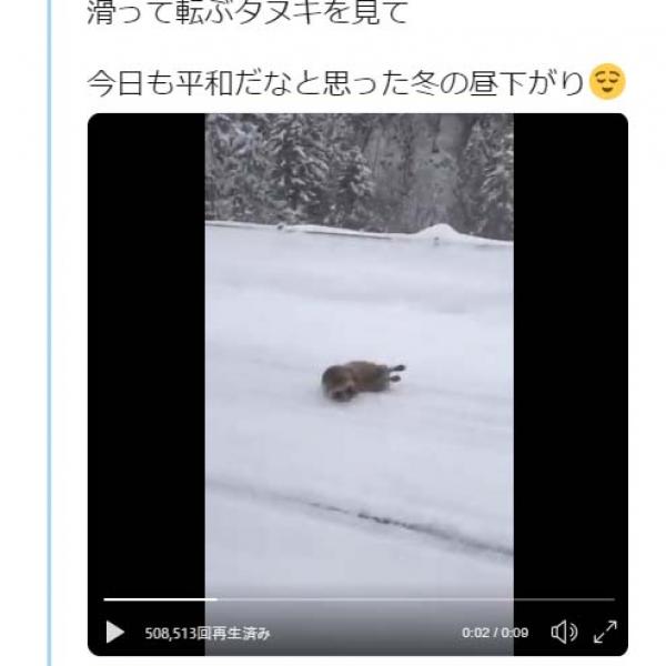 雪道で滑って転ぶタヌキの動画ツイートに「ちょっとガッカリしてる」「スタッドレス履かないから」コメント集まる