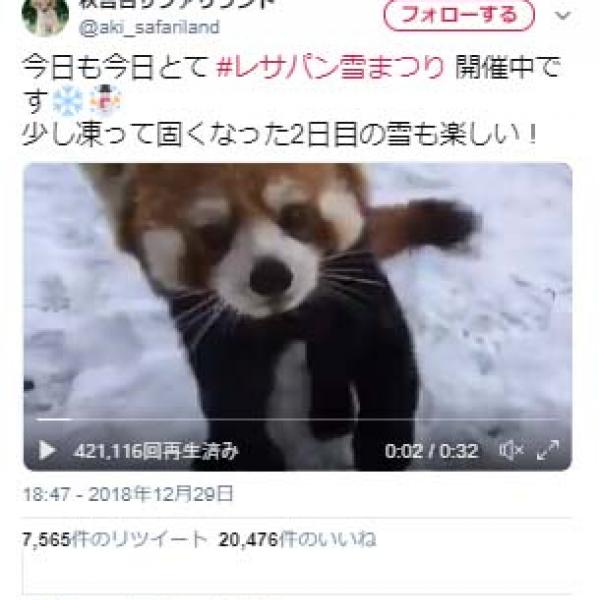 秋吉台サファリランドのレッサーパンダは雪が降ると→「大興奮」「イヤッホゥ！」動画が話題に