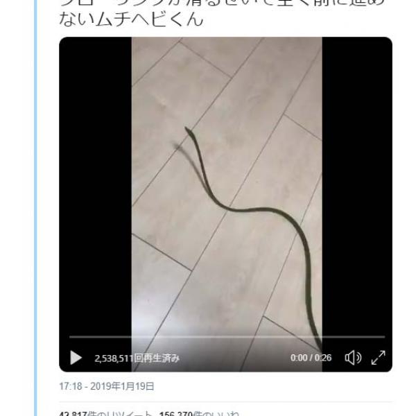 ムチヘビがムーンウォーク？　動画がネットで大反響「走っても走れない夢の中の俺みたい」「マイケル・蛇クソン」