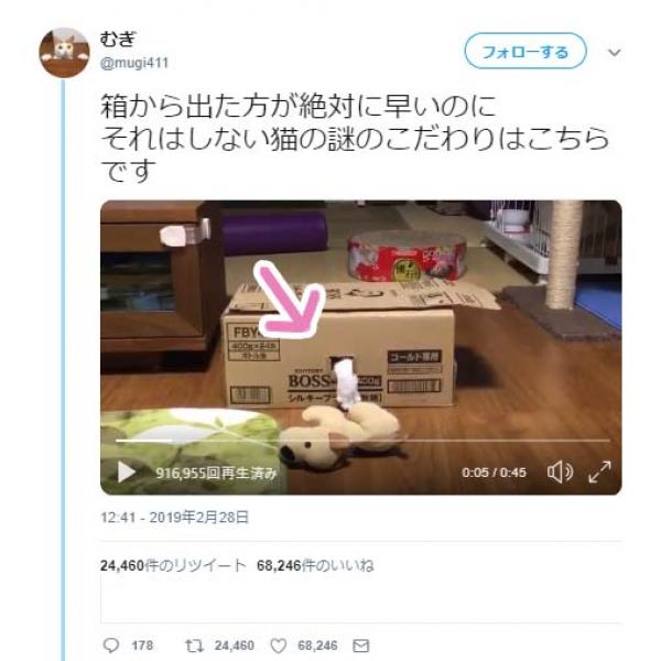 箱から出ない猫の謎のこだわりに「小窓からわんわんは引き入れられないよ」「何としてでも出ないんですね」の声