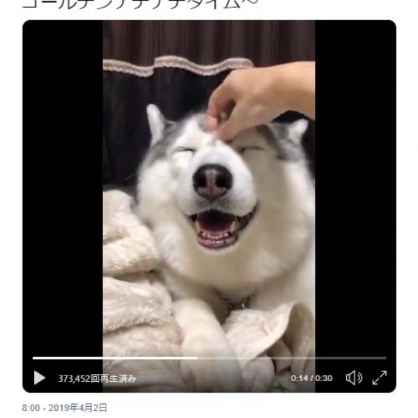 ハスキー犬を“なでなで”した結果→「ナデナデの余韻に浸ってるお顔も尊い」「あ、アザラシ…？？」