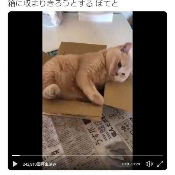 猫が箱に収まりきろうとする動画ツイートに「大きめの段ボールの箱あげて」「少しいらだってるのが、また可愛い」の声