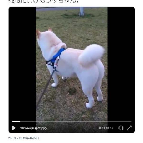 柴犬の“モフモフ尻”が強風に吹かれた結果→「あー！ 巻き尻尾が太刀尾に」「お尻が……尊い」