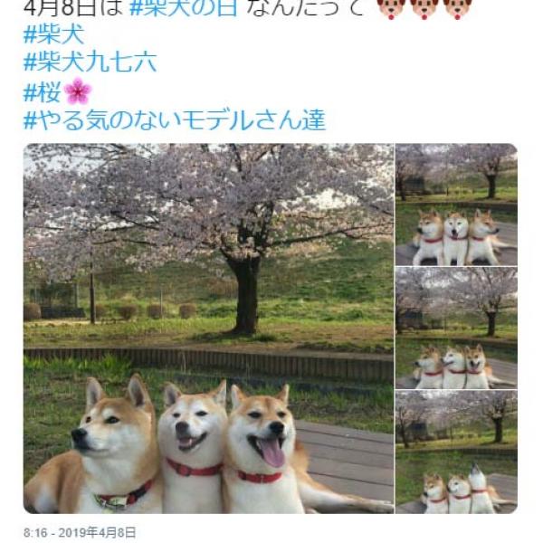 柴犬が3匹並んだ結果→「なにこの可愛いケルベロス」「3人いると、可愛さ9倍」