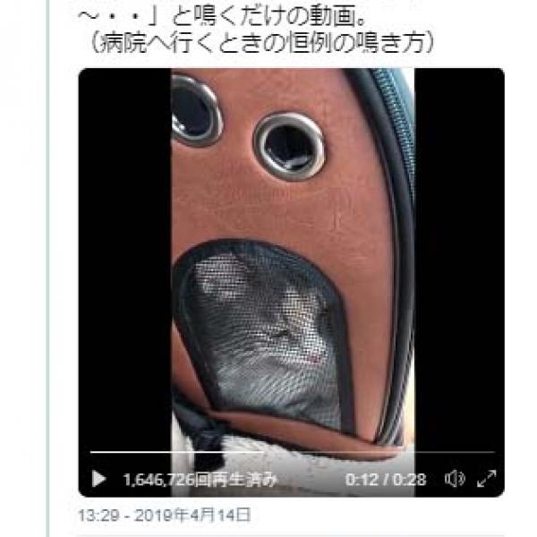 猫が病院に行くとき「ヤヴァイ～」と鳴く動画がネットで大反響「言語を学習しているとは」「マジで言ってる」