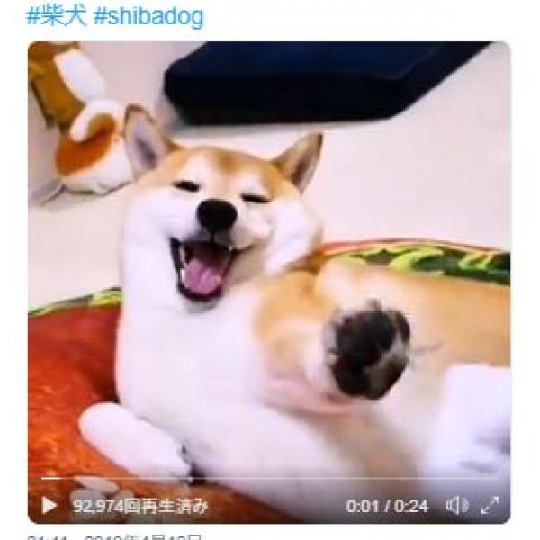 柴犬をブラッシングした結果→「歌舞伎役者のようですね」「お手手ピーン！」