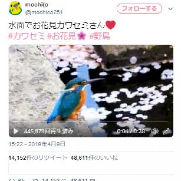 水面でお花見するカワセミの姿に「鳴き声もこんなに美しいのですね」「めっちゃ綺麗」感嘆の声