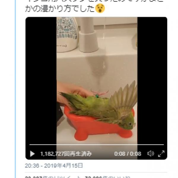 サザナミインコがバスタブでまさかの浸かり方と話題に「野生を忘れてそう」「イナバウアー思い出しました」