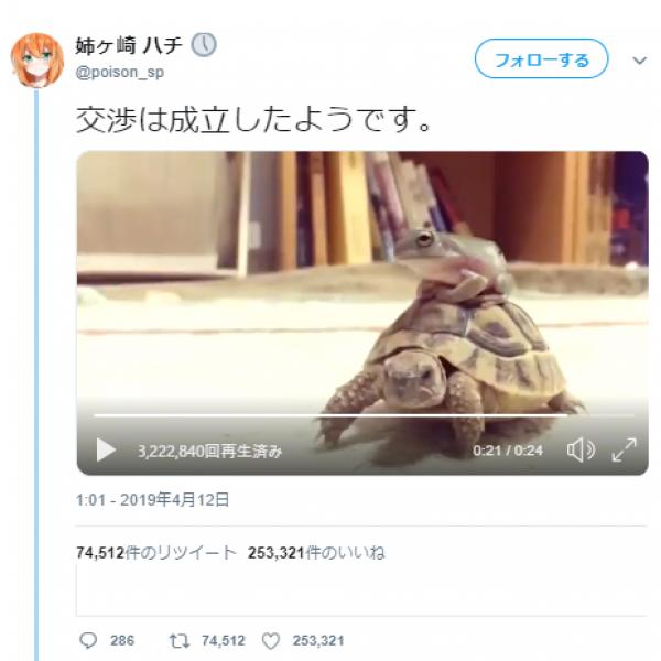 カエルとカメの「交渉は成立したようです」動画ツイートに25万いいね超え「親亀の背中に蛙を乗せて」