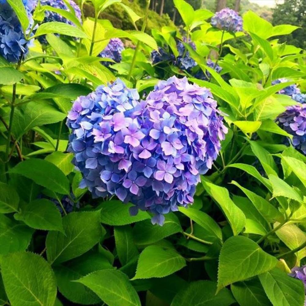 風鈴と紫陽花のコラボも。梅雨の風物詩「紫陽花」を古都京都で楽しみ