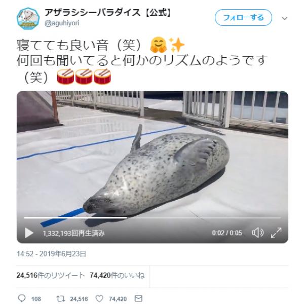 腹を奏でる“アザラシ”の動画ツイートがネットで反響「よい音となめらかなお腹がぴったり」「パチパチパンチ！」