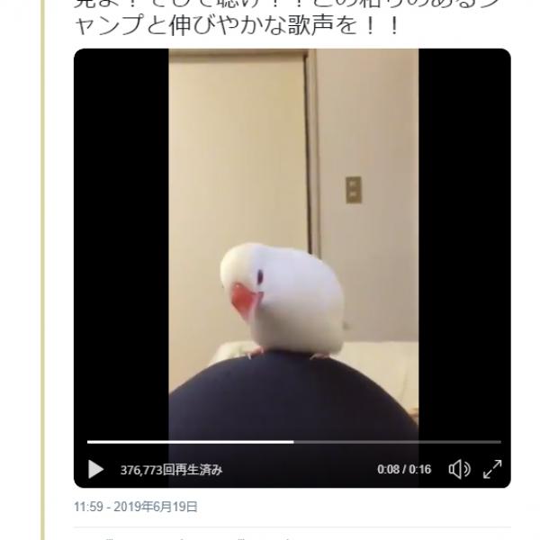 白い文鳥が鳴きながら飛び跳ねた結果→「雪見だいふくが跳ねてる」「インベーダーゲームの音みたい」