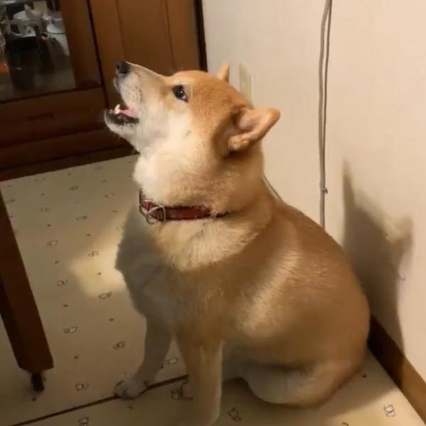 柴犬がオットセイのような姿に「おしゃべり上手ですね」「アザラシ→アザラシ→犬」の声