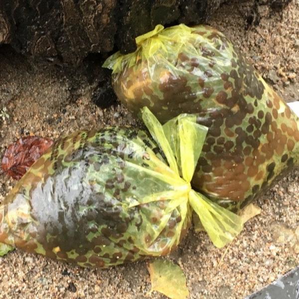 タピオカ大量廃棄！　韓国でタピオカミルクティーがとんでもないことに