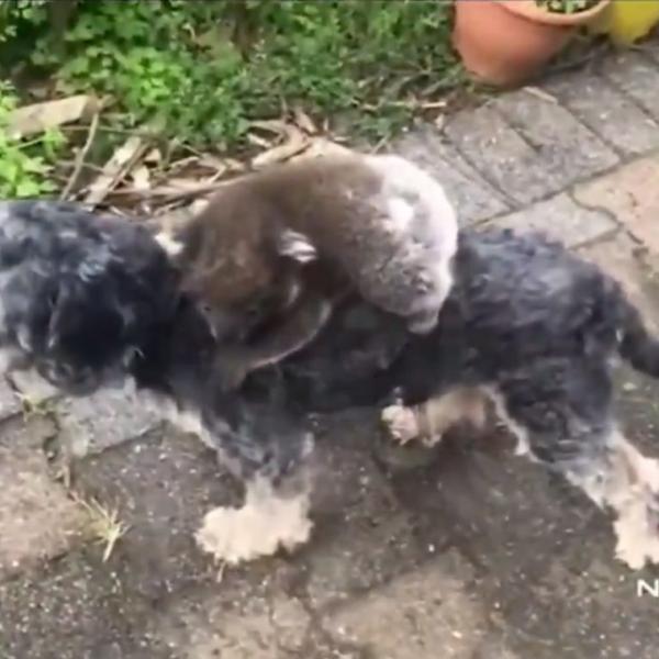 さすがオーストラリア　お母さんと間違えて犬にしがみつくコアラの赤ちゃんがかわいい